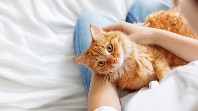 Everything You Need To Know About International Cat Day